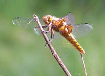 ważka (odonata)