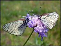 Niestrzęp głogowiec (Aporia crataegi)  x2 :)