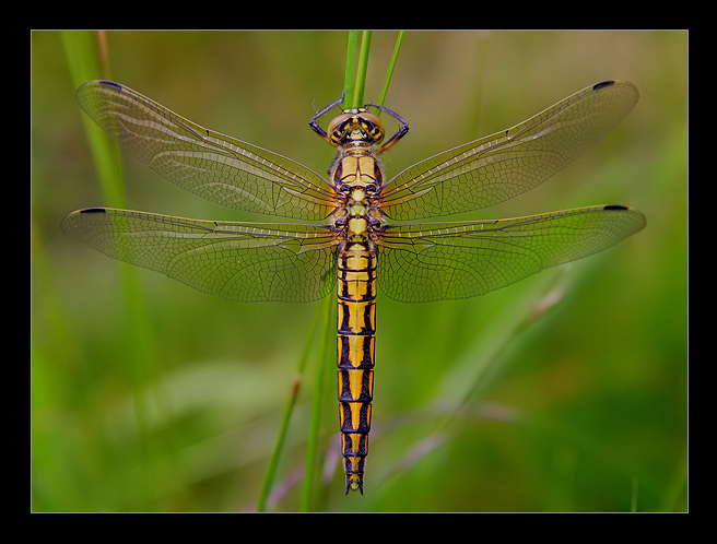 Orthetrum cancellatum