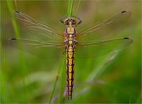 Orthetrum cancellatum