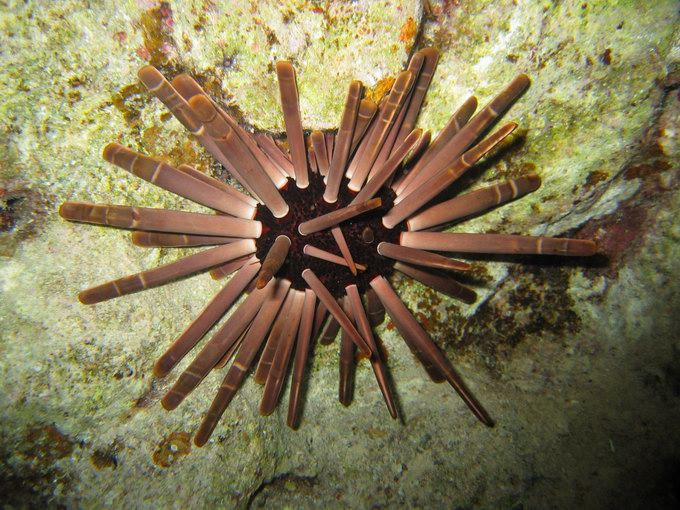 Slate pencil sea urchin