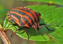 Strojnica Baldaszkówka (Graphosoma lineatum)