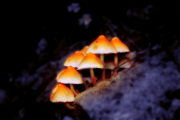 Magic Mushrooms