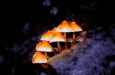 Magic Mushrooms