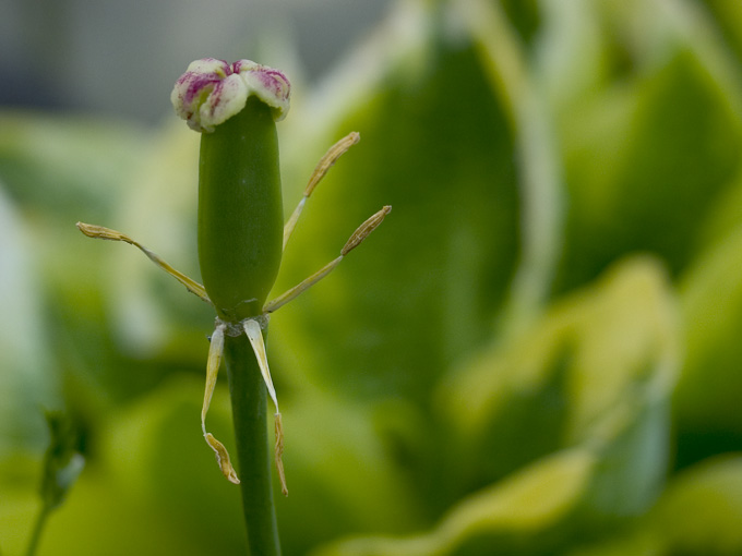 terapia ogrodowa