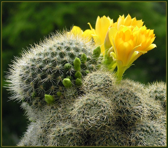 Rebutia senilis