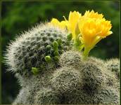 Rebutia senilis