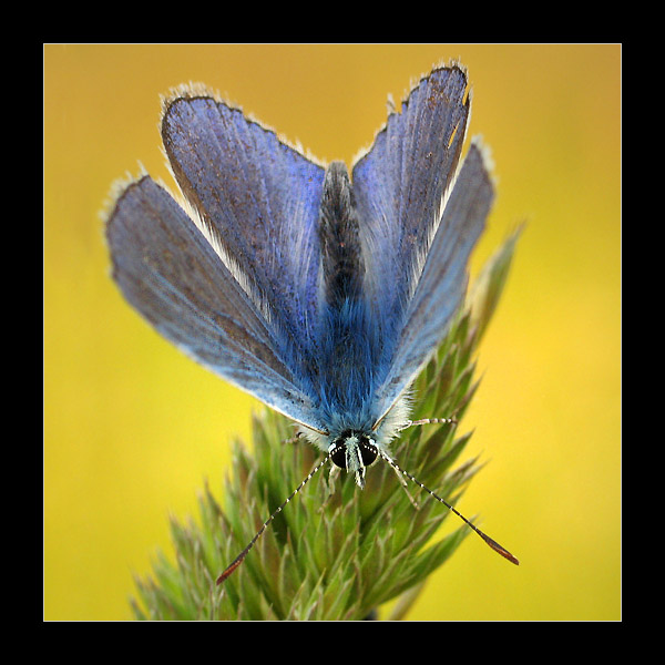 Modraszek ikar (Polyommatus icarus) - samiec