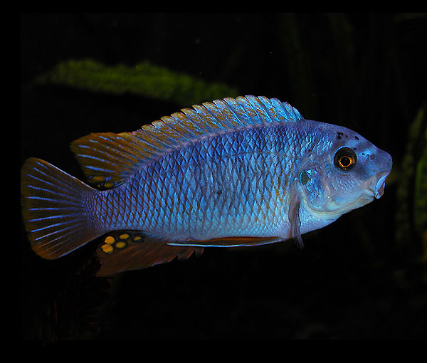 Labeotropheus fuelleborni