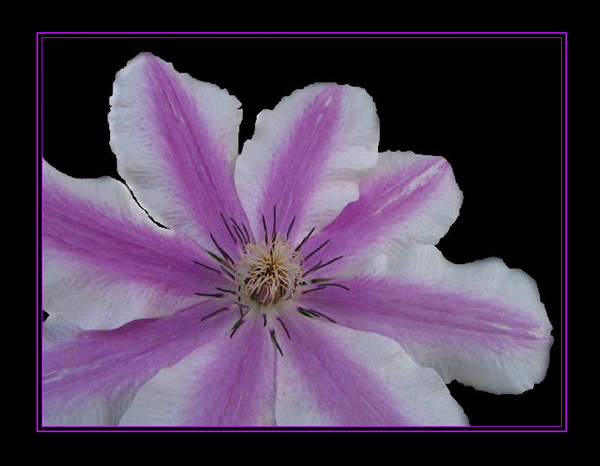 Clematis