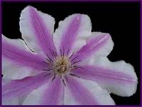 Clematis