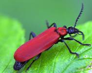 Pyrochroa coccinea