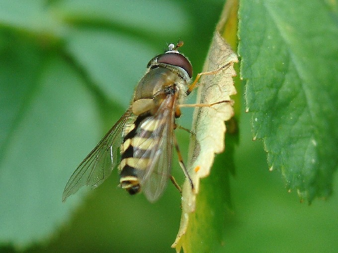 Bączek