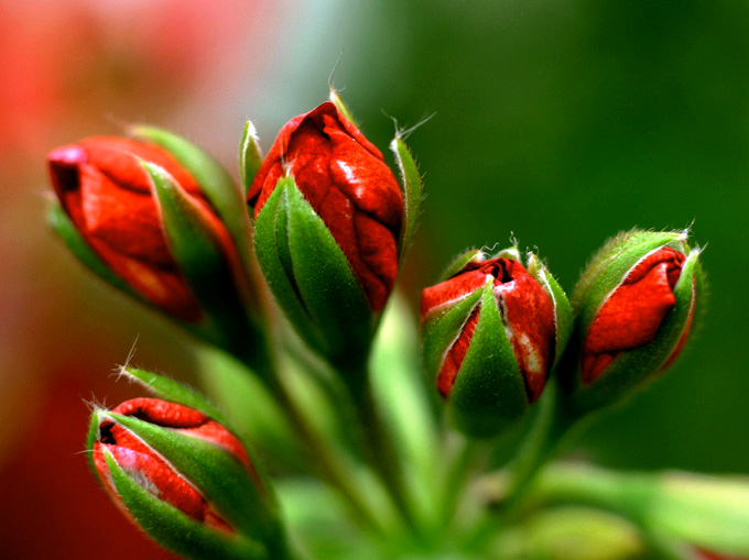 Geranium