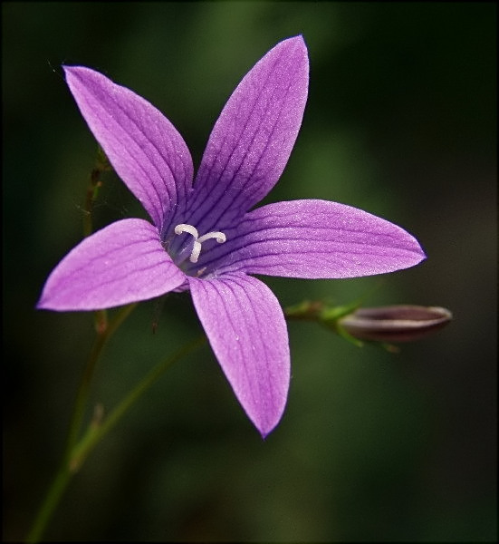 25-CAMPANULA PATULA  dzwonek rozpierzchły