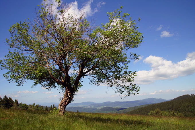 czarnej okolica