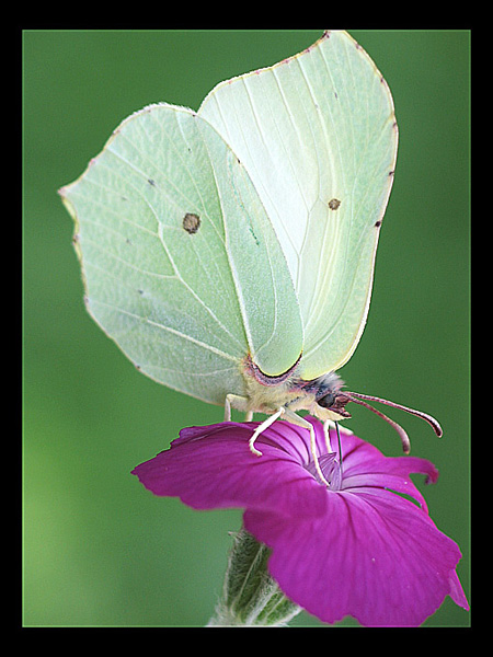 motyl