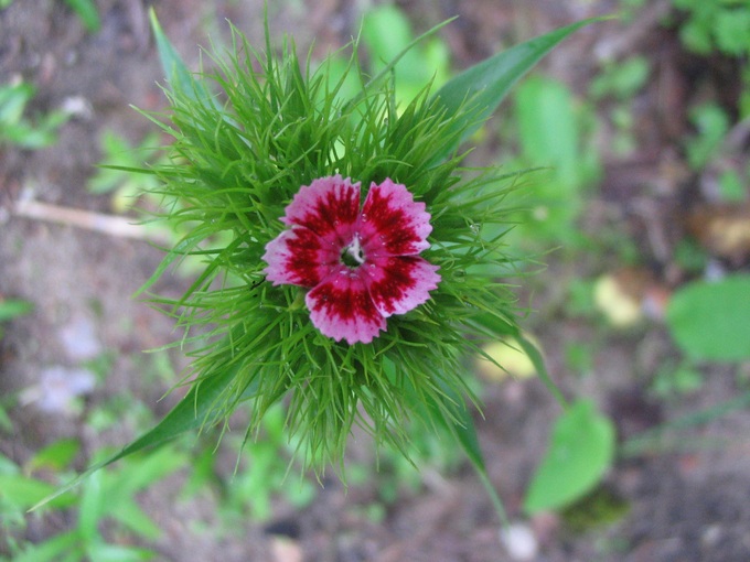goździczek
