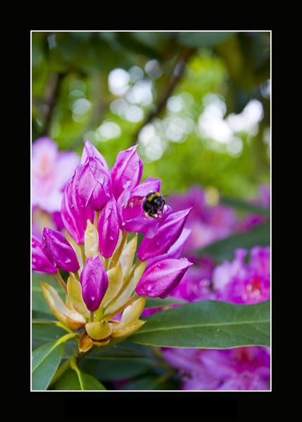 Rhododendron