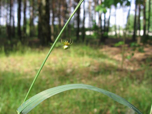 Pająk