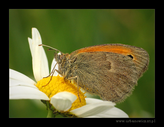 Strzępotek ruczajnik (Coenonympha pamphilus)