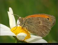 Strzępotek ruczajnik (Coenonympha pamphilus)