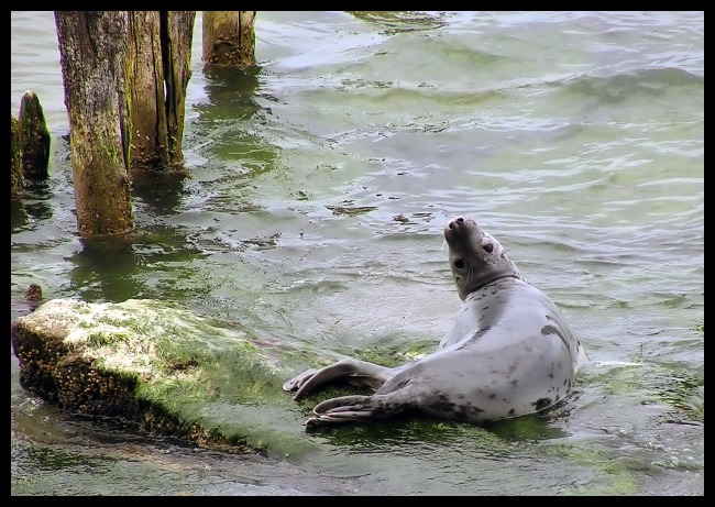 La Foca