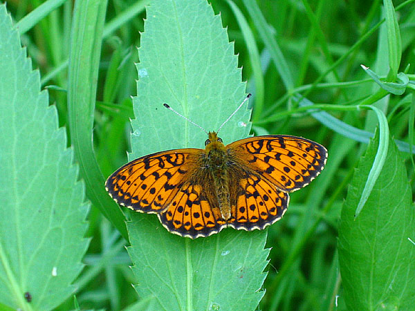 Lesser Marbled Fritillary