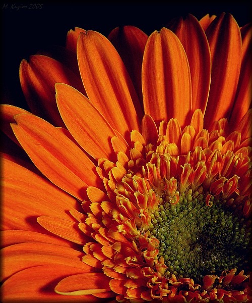 Gerbera