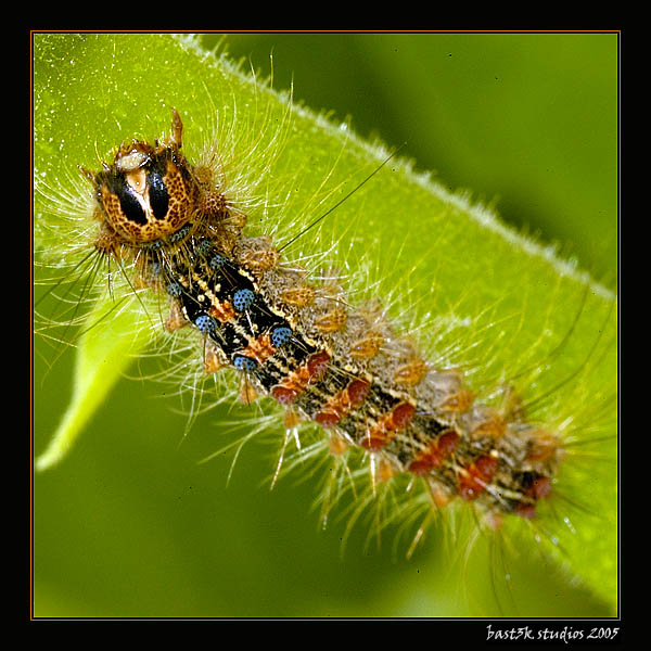 Caterpillar