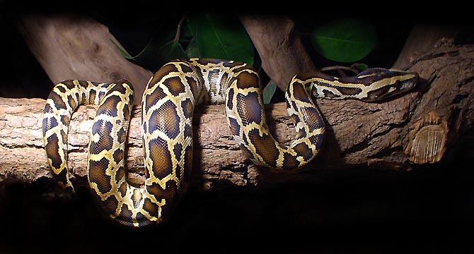 Python molurus bivittatus