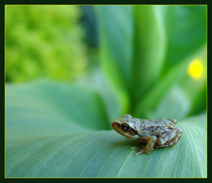 Rana Temporaria