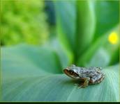 Rana Temporaria