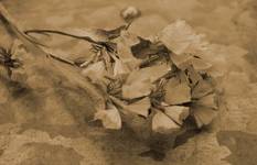 Dry Flower...