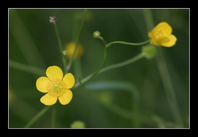 DeGuaram