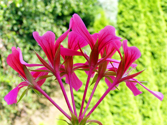 Pelargonia