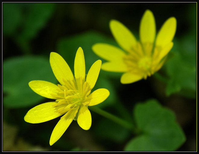 Ziarnopłon wiosenny (Ranunculus ficaria)