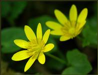 Ziarnopłon wiosenny (Ranunculus ficaria)