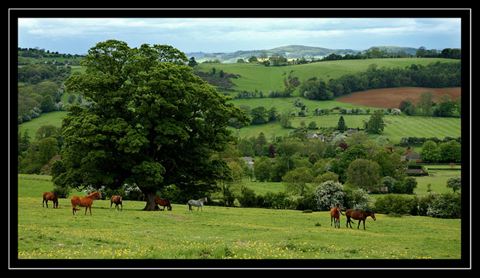 "Heart of England IV"