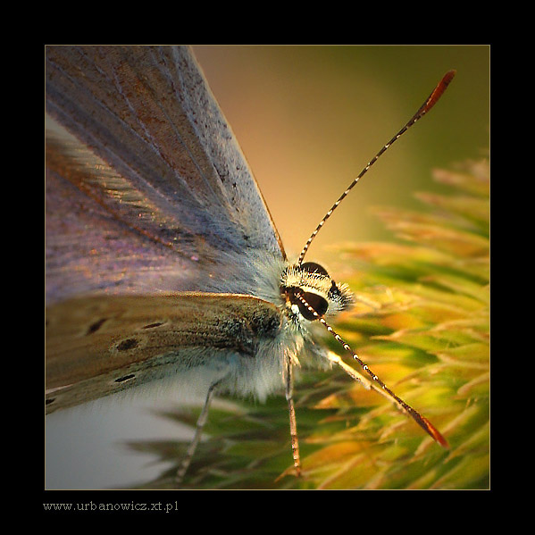 Modraszek ikar (Polyommatus icarus) - samiec