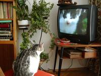 Cat TV