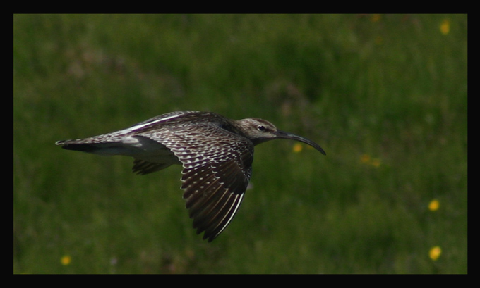 Whimbrel (Numenius phaeopus)