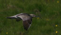 Whimbrel (Numenius phaeopus)