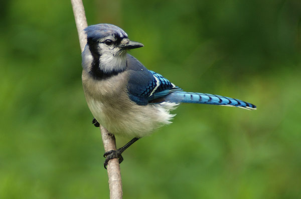 Blue Jay