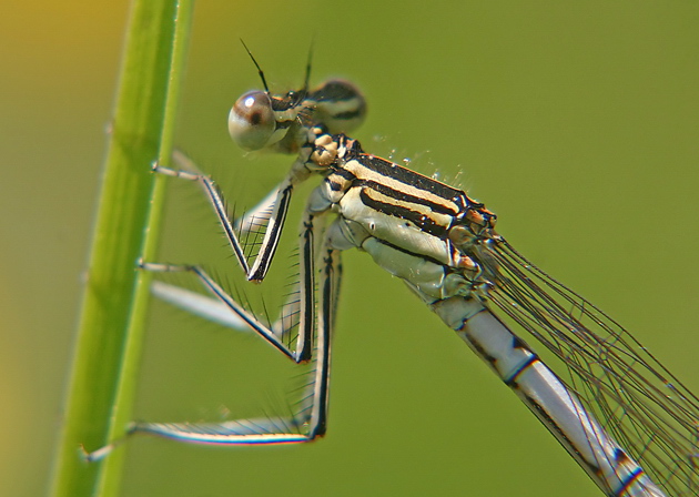 Platycnemis pennipes