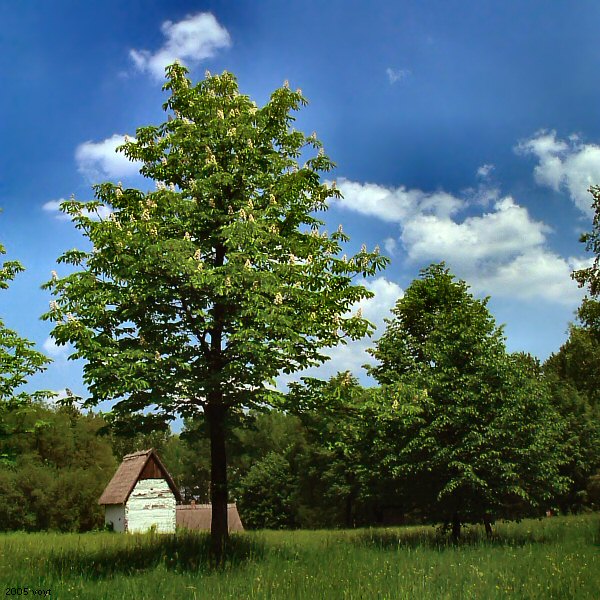 Kraina marzeń...