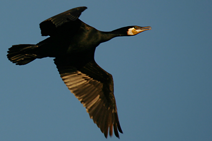 kormoran