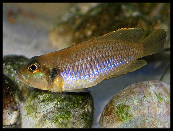 L. ocellatus gold