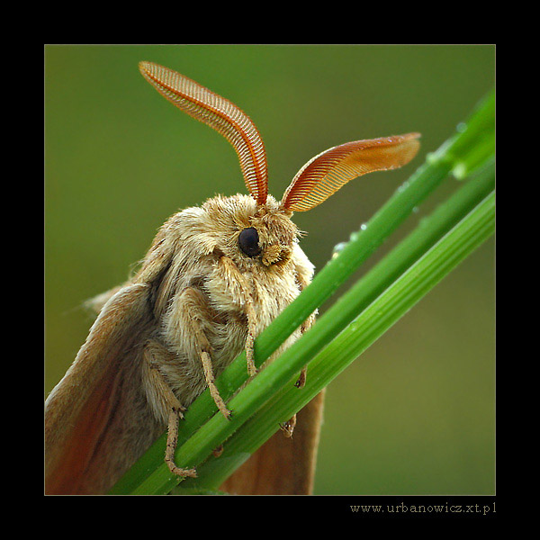 Barczatka pierścieniówka (Malacosoma neustria)