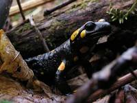 Salamandra